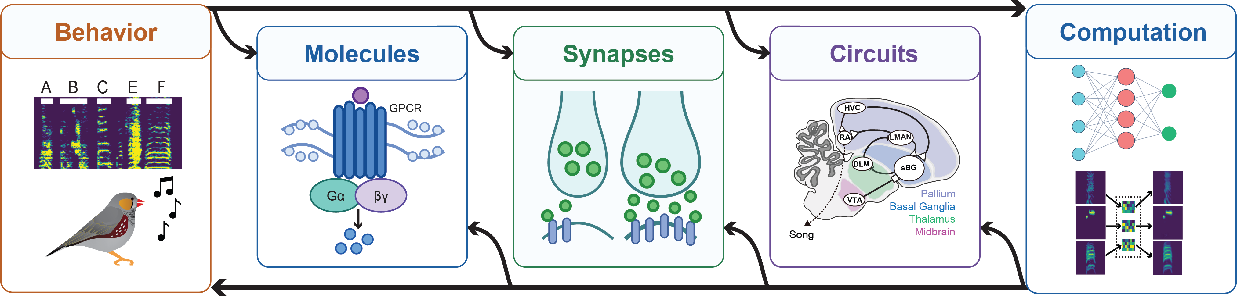 Schematic overview of Drew Schreiner's research program