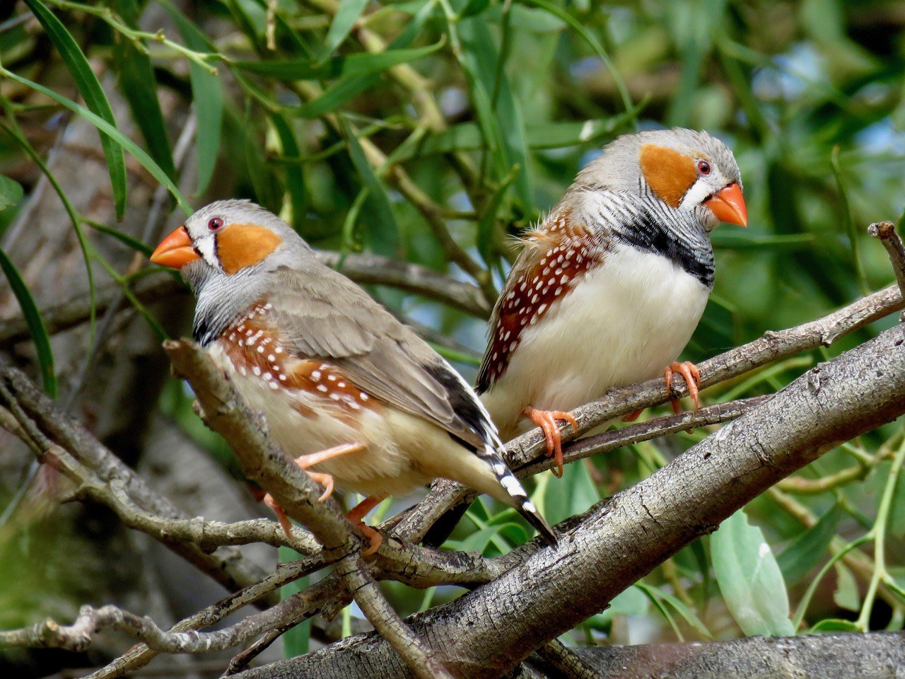 Two zebra finches perched on branches